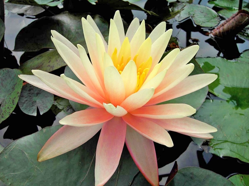 Seerose Nymphaea Sunny Pink